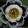 Primula Auricula Ludlow - Abriachan Nurseries